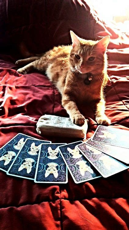 The Cat Personality in Tarot: Insights from the Cat Centered Pagan Tarot